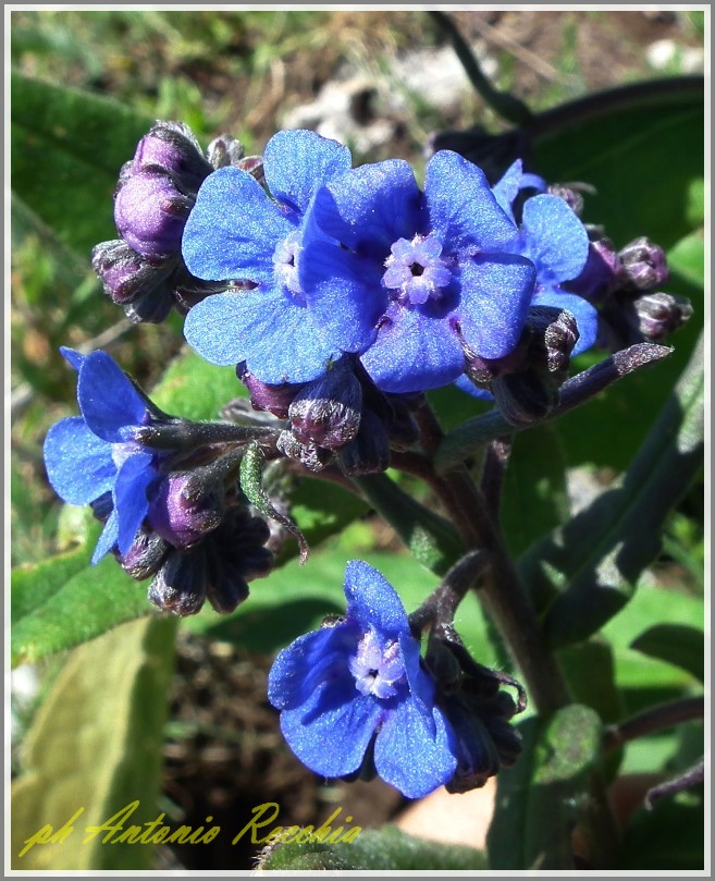 Cynoglottis barrelieri / Buglossa di Barrelier